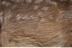 Photo Textures of Animal Skin